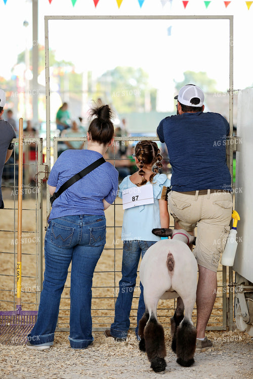 Showing Sheep 127090