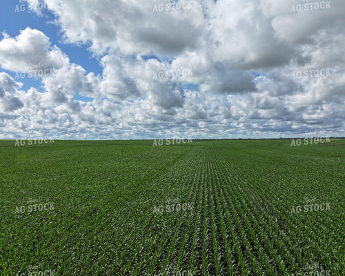 Aerial of Midseason Corn Field 141365