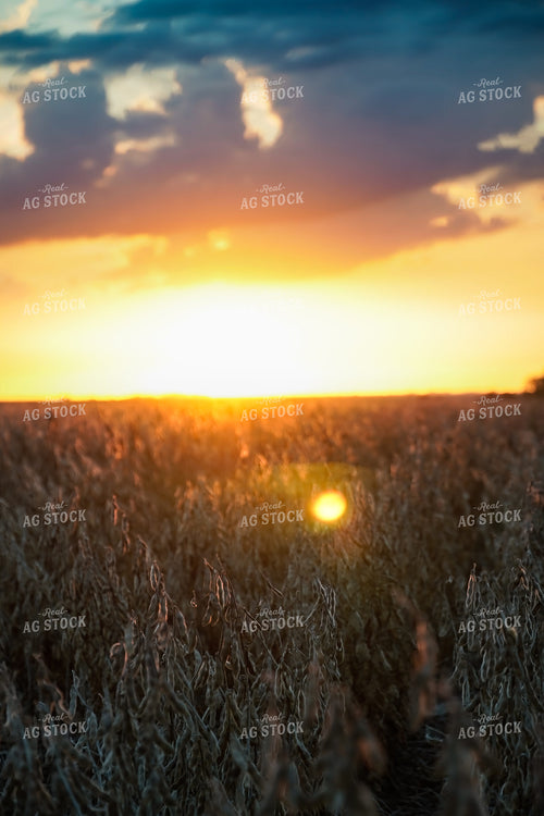 Soybean Field at Sunset 65519