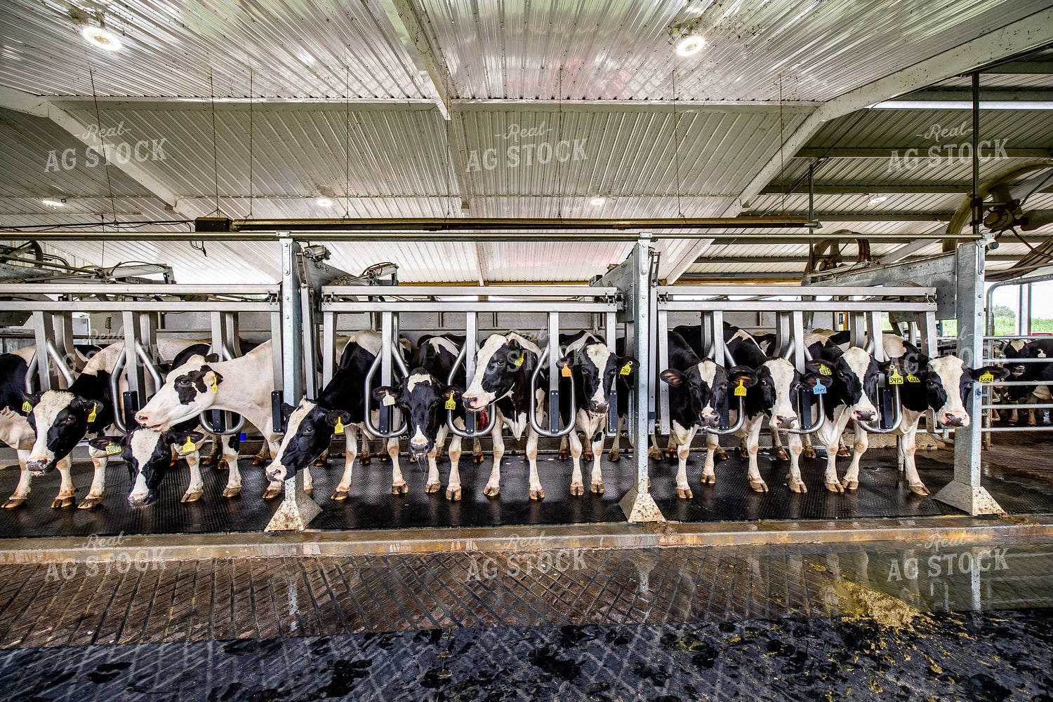 Milking Parlor 270236