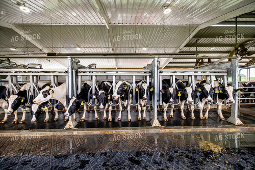 Milking Parlor 270236