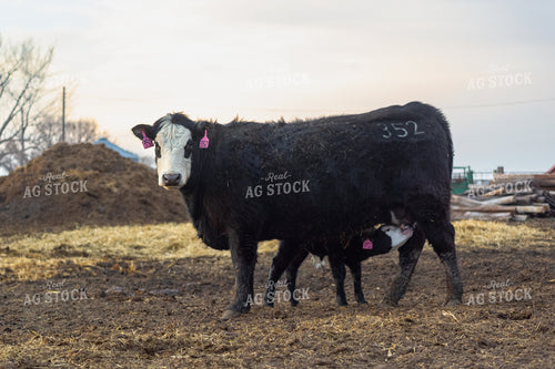 Cow Calf Pair 155348