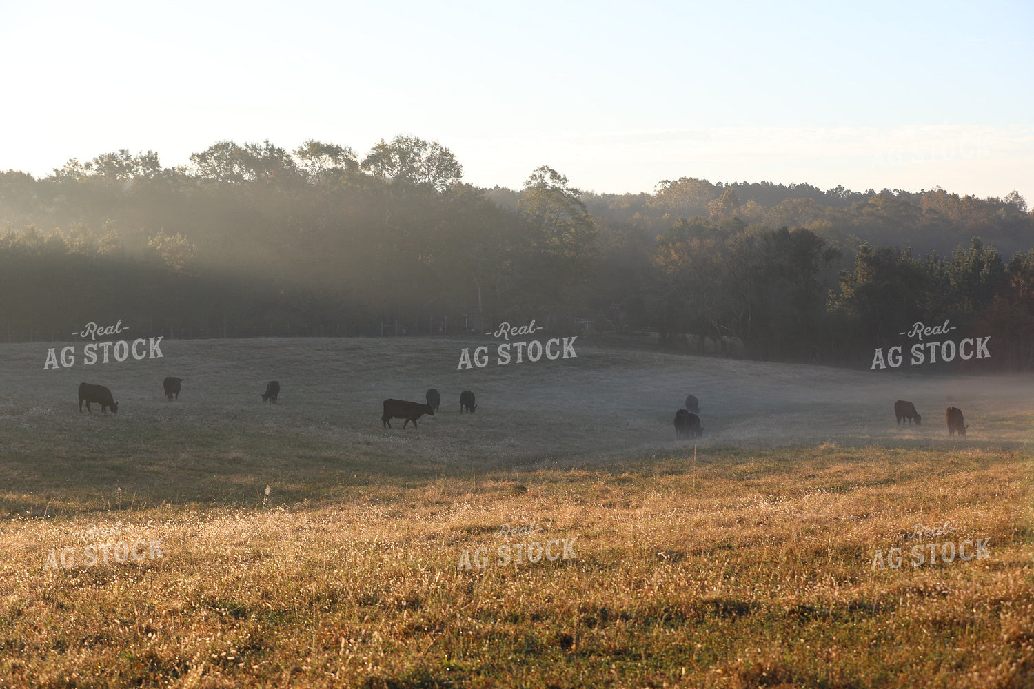 Cattle Feeding on Foggy Pasture 262007