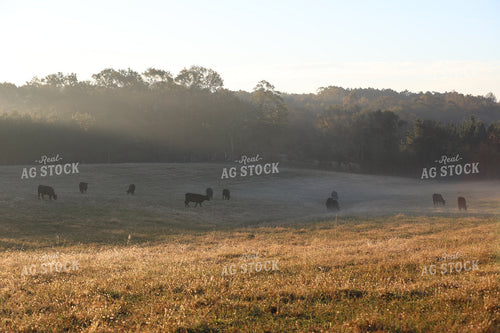 Cattle Feeding on Foggy Pasture 262007
