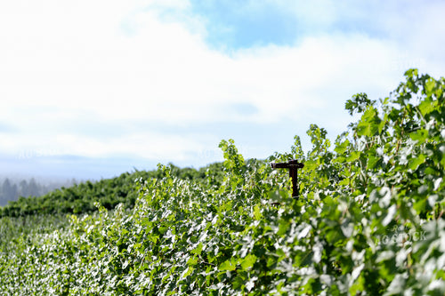 Vineyard Grape Production 107065