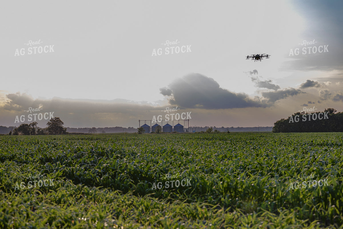 Drone Over Corn Field 291106