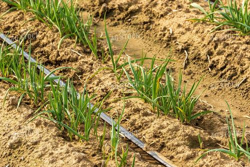 Garlic Field 105048