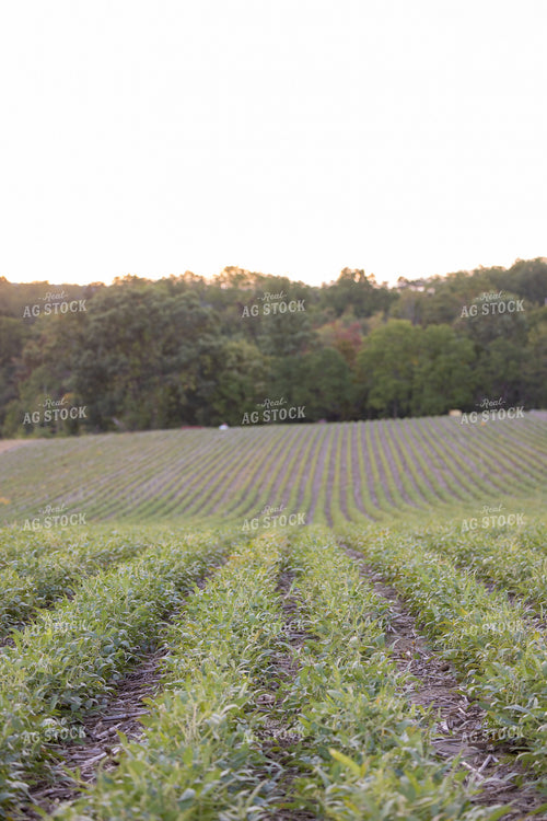 Soybean Field in Drought 233038