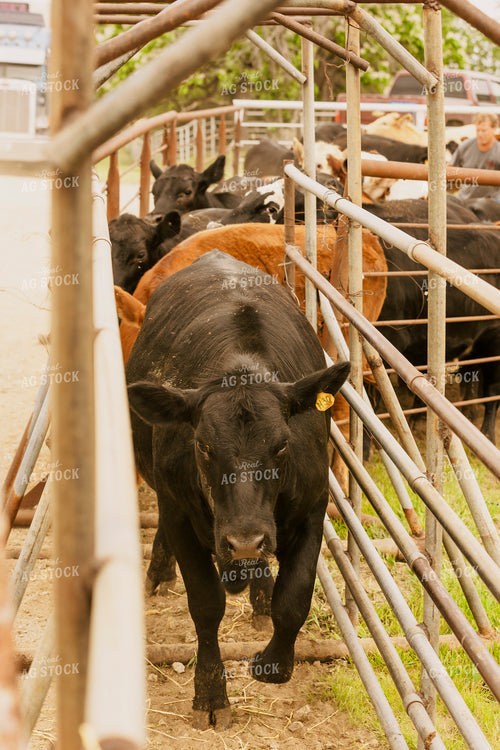 Loading Cattle 207026