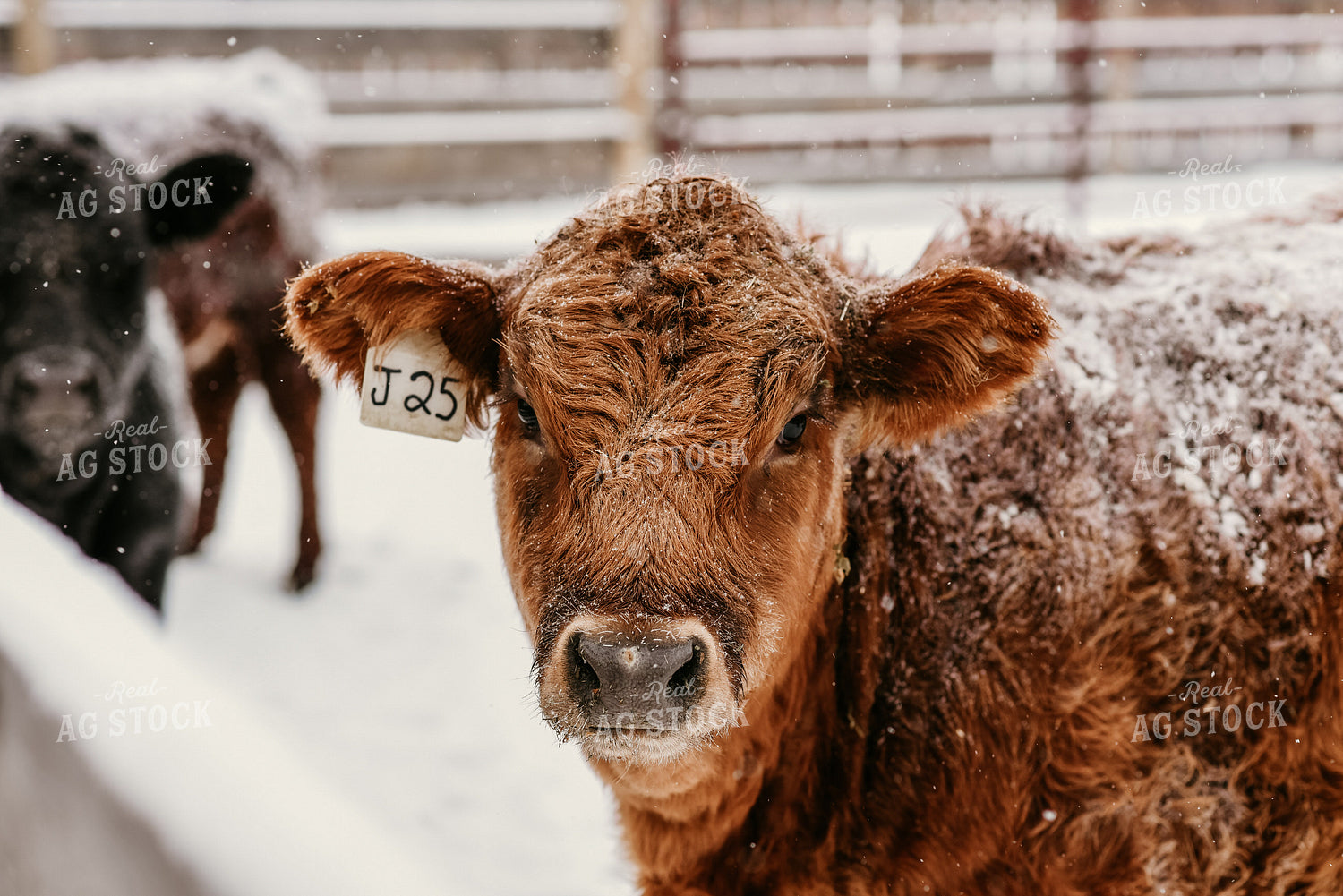 Red Angus Cow in Snow 64198