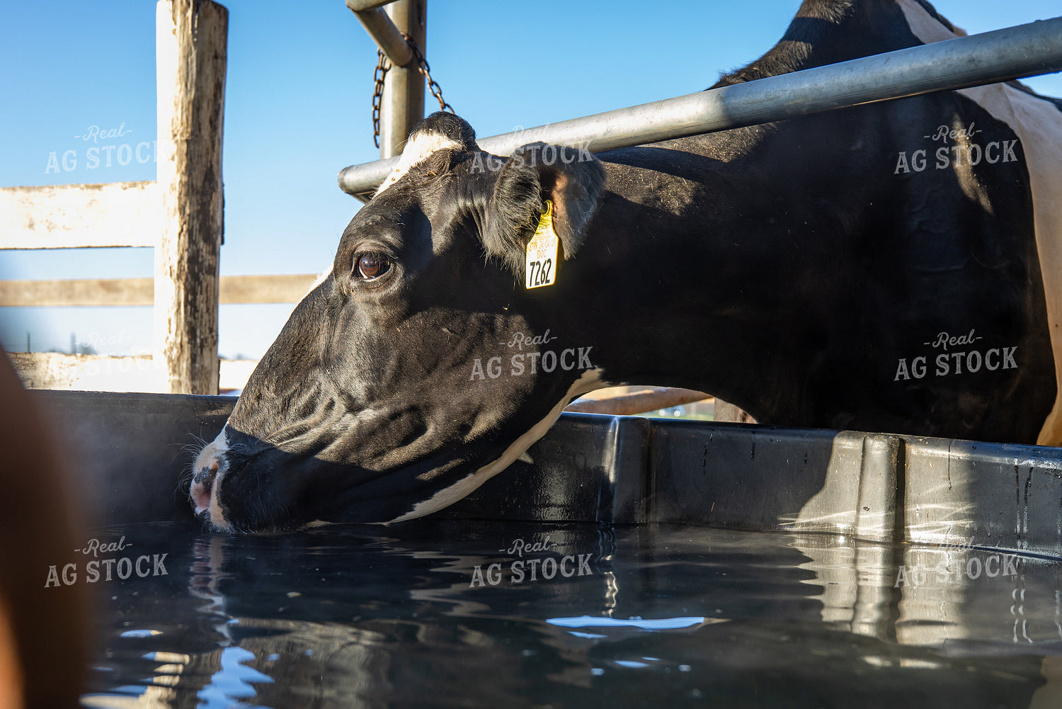 Holstein Cattle Drinking from Water Trough 270512