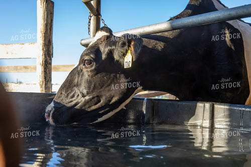 Holstein Cattle Drinking from Water Trough 270512