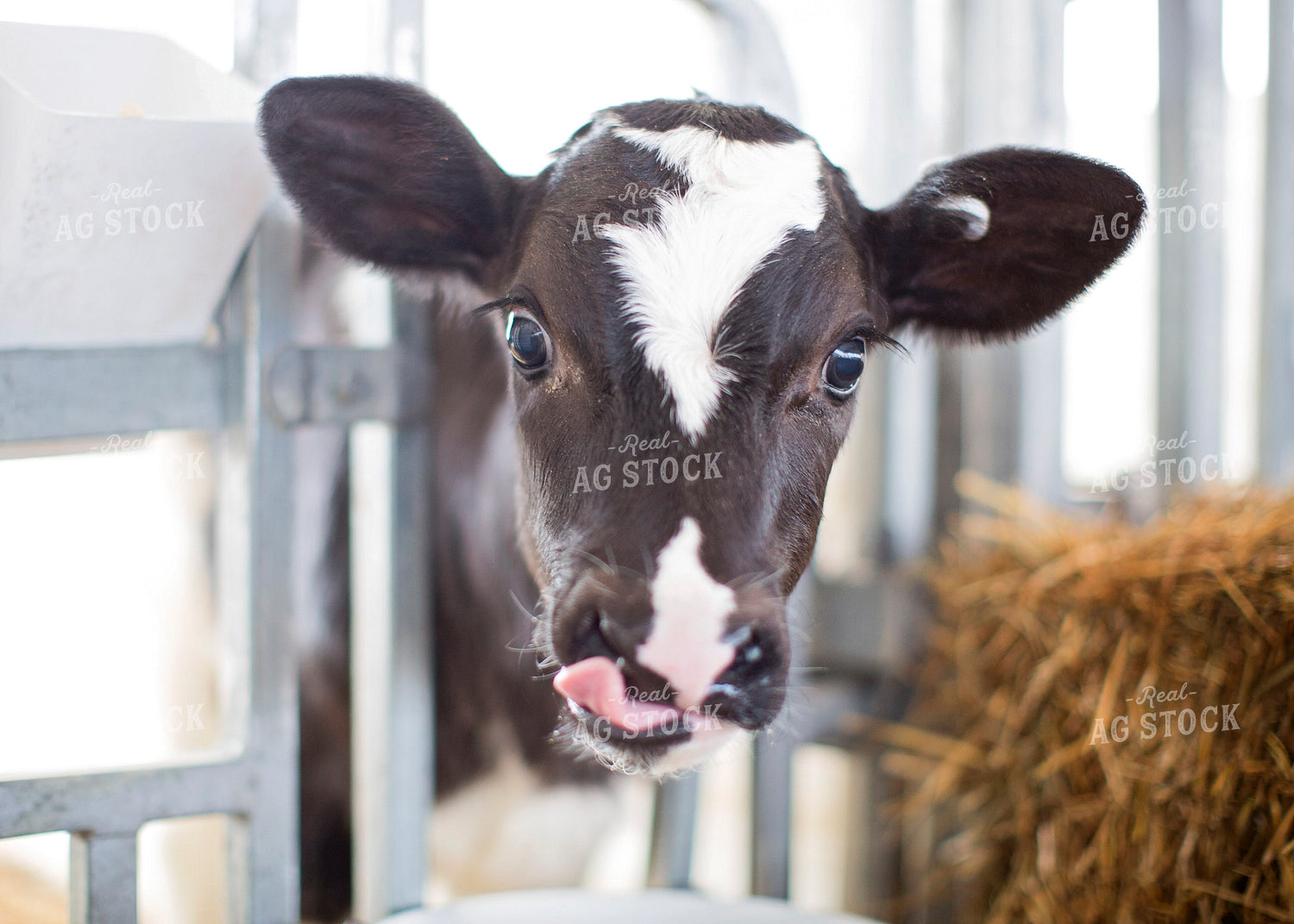 Holstein Calf 55293