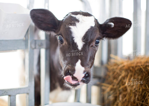 Holstein Calf 55293