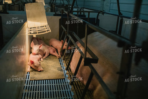 Piglets and Sow in Farrowing Stall 3258