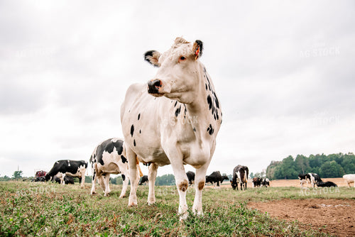 Holstein Cattle 137058