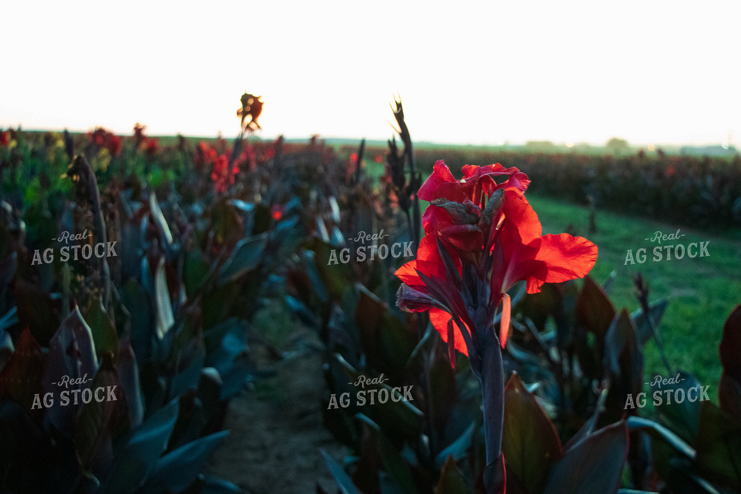Canna Field 60061