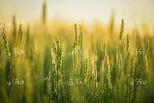 Wheat 191105