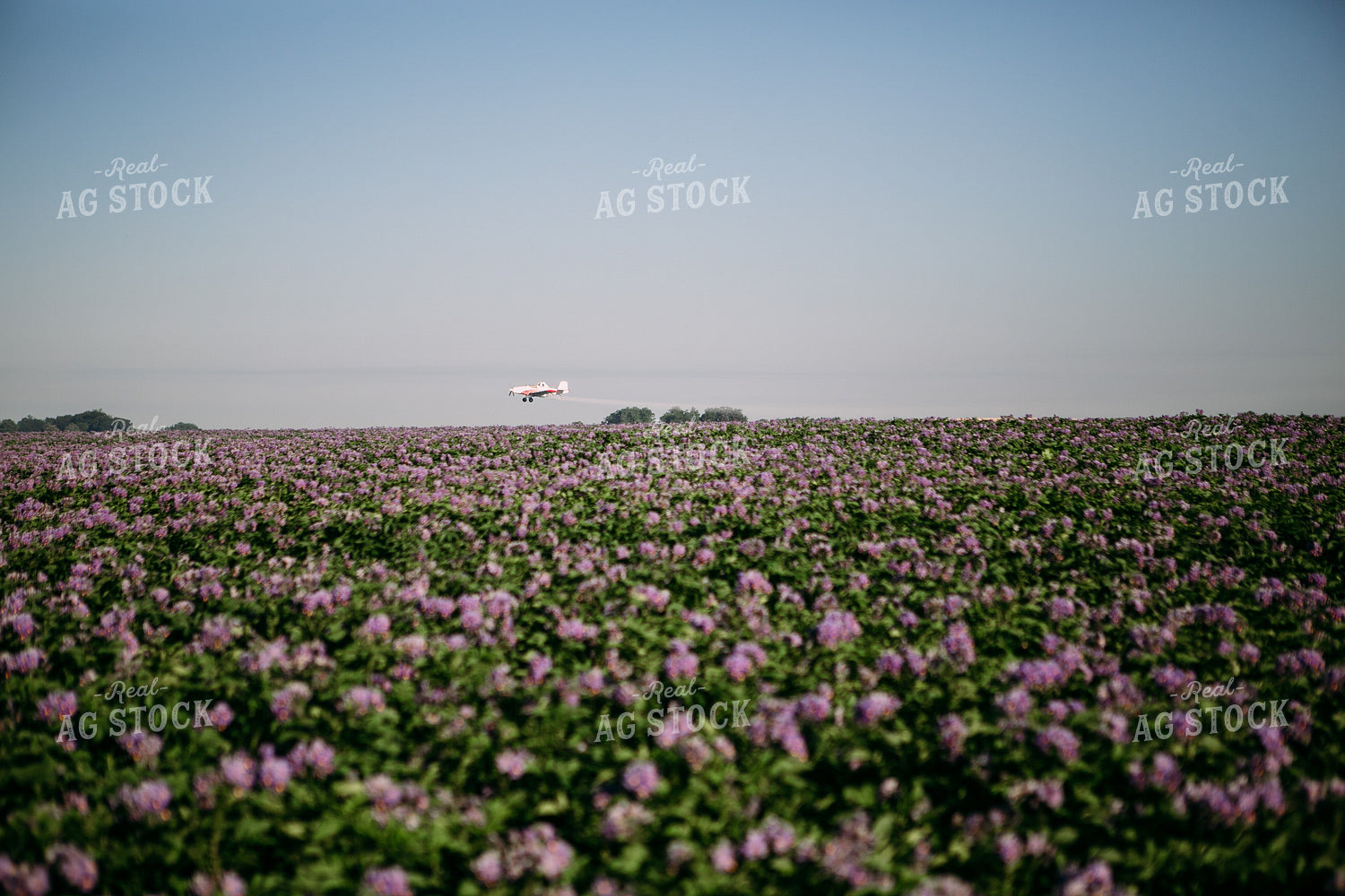 Crop Duster over Flowering Potato Field 169029