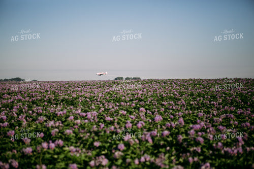 Crop Duster over Flowering Potato Field 169029