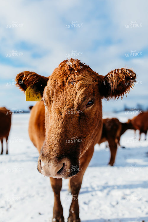 Cattle on Pasture 203038
