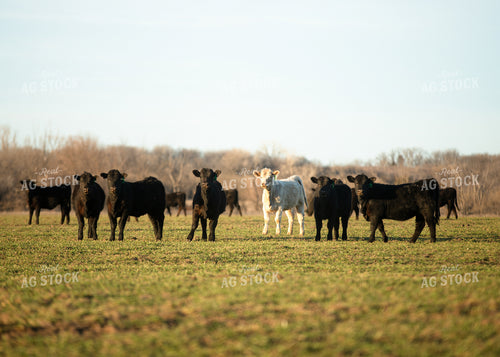 Cattle on Pasture 264045