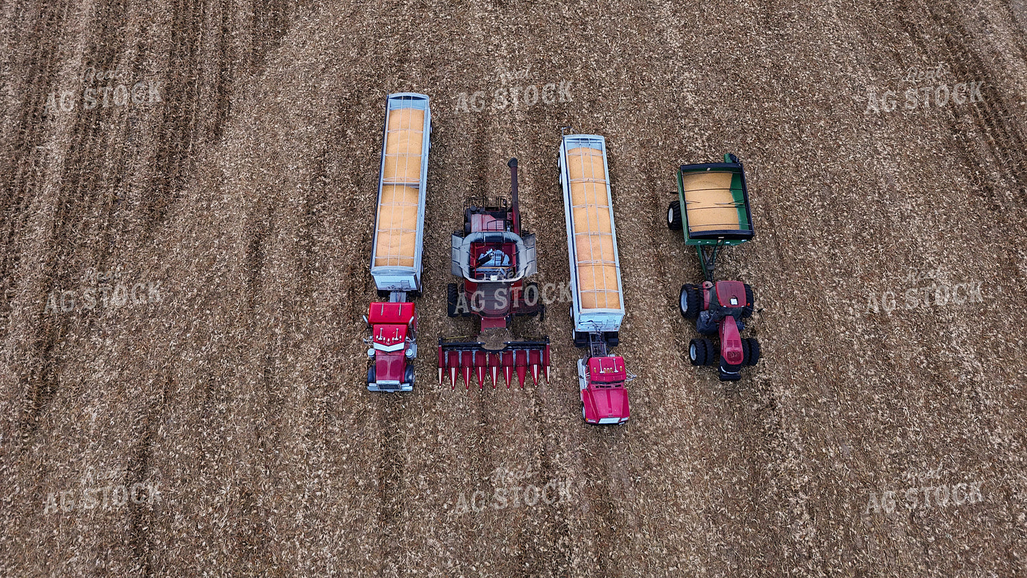 Corn Harvest 191281