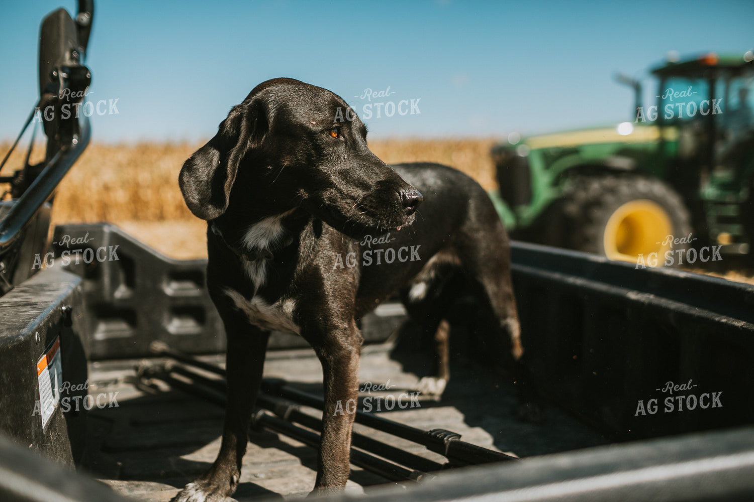 Farm Dog in Side by Side Bed 4695