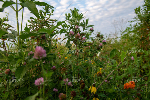Wildflowers on CRP Land 25051