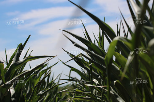 Rows of Corn 82012