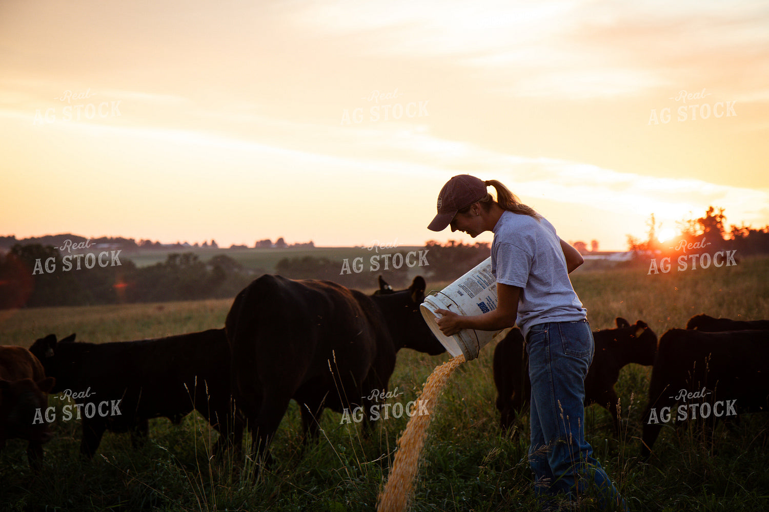 Cattle Producer Feeding Cow Calf Pairs 268354