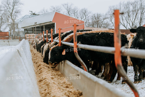 Cattle Eating out of Trough 77151