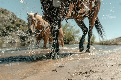 Water from Horse Walking 58266