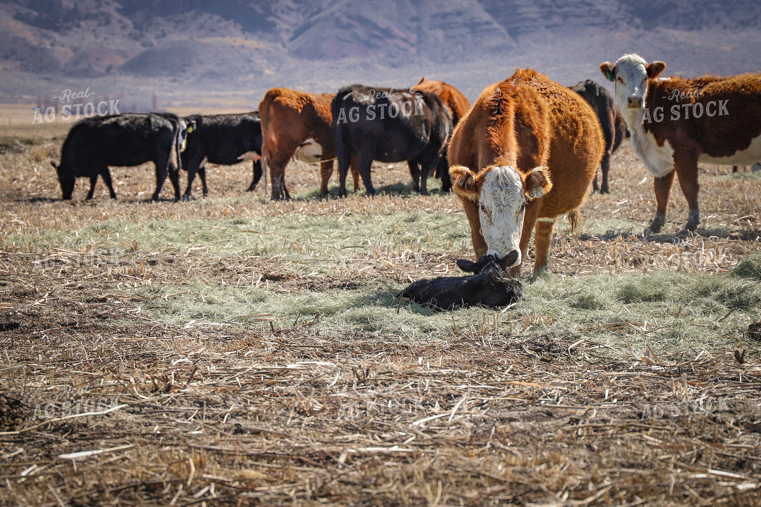Hereford and Black Baldy Cattle 78172