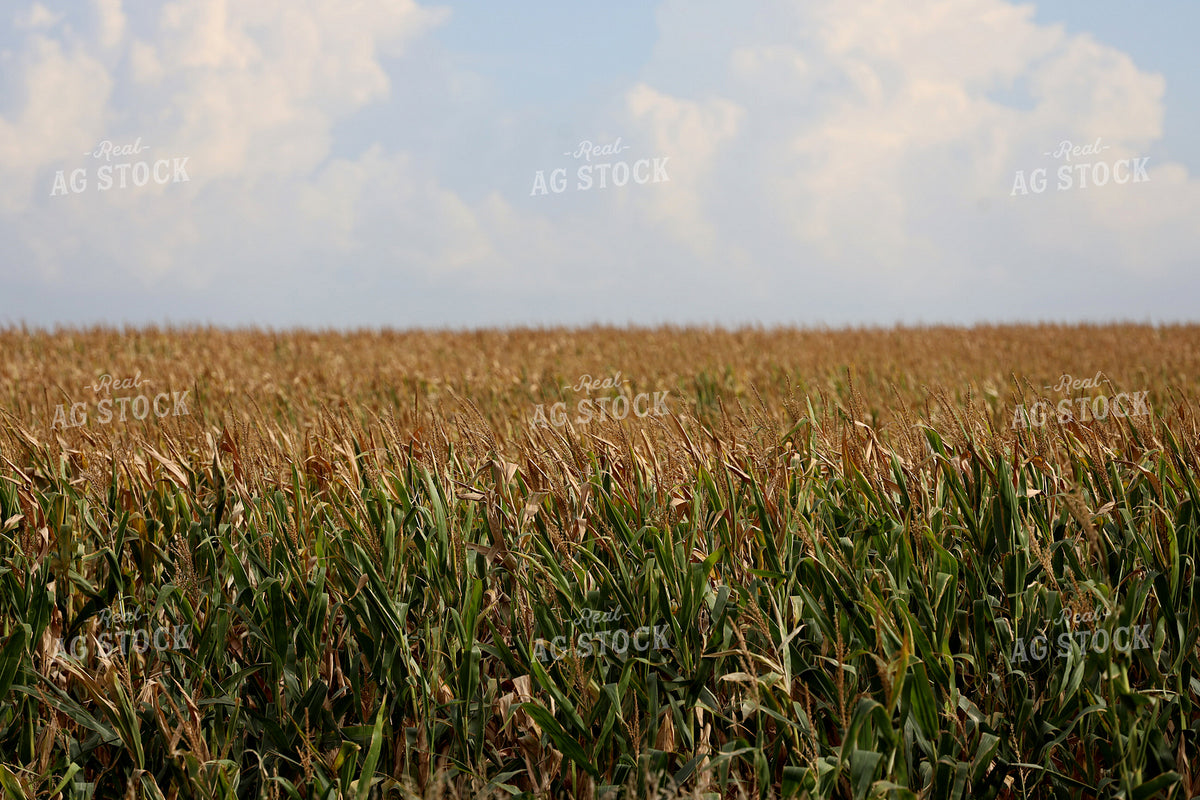 Corn Field 141795