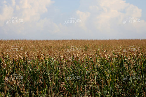 Corn Field 141795