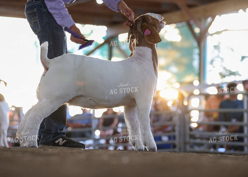 Showing Goats 160128