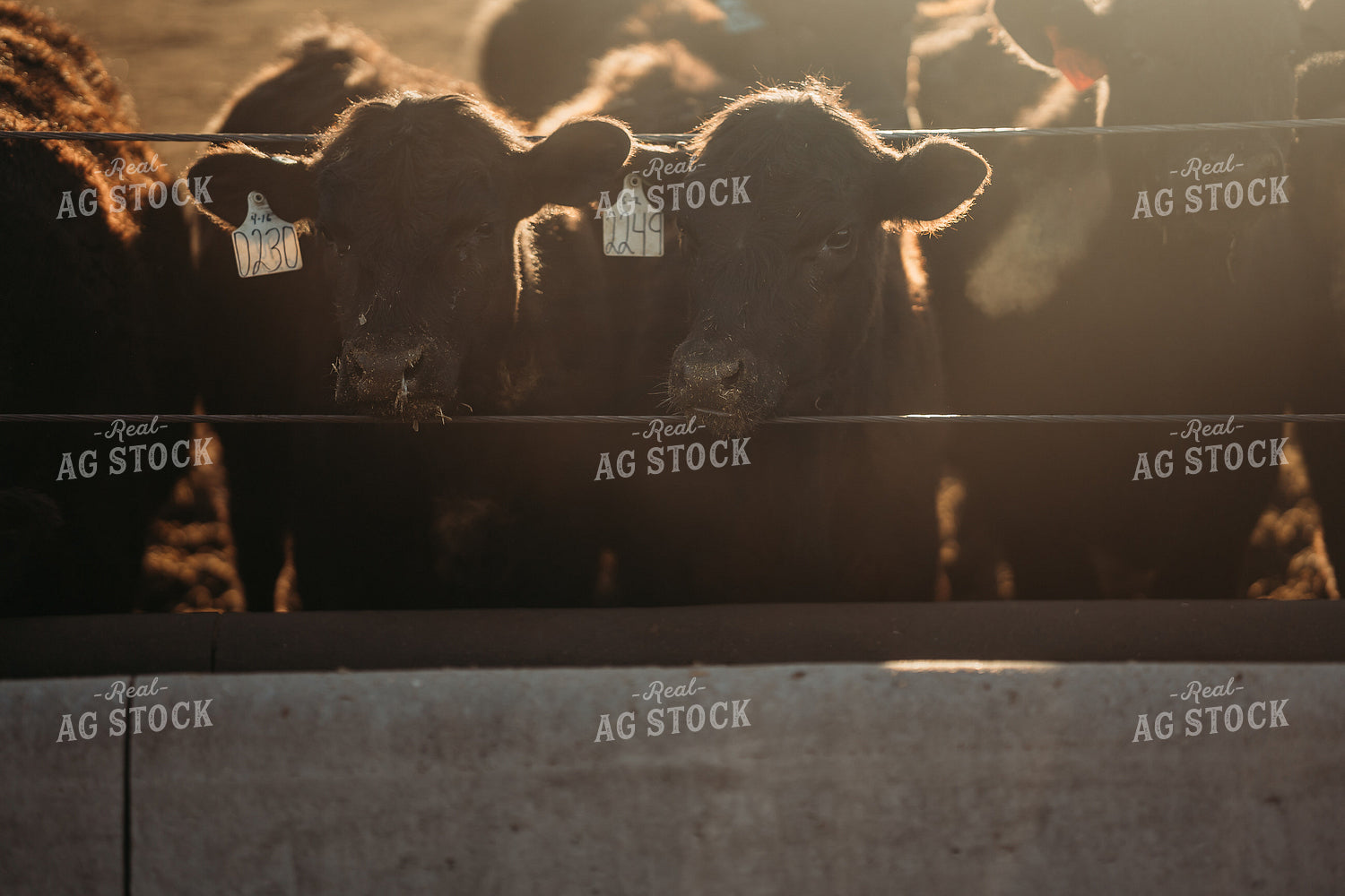 Cattle Eating from Feed Bunk 196208