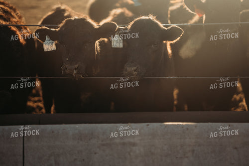 Cattle Eating from Feed Bunk 196208