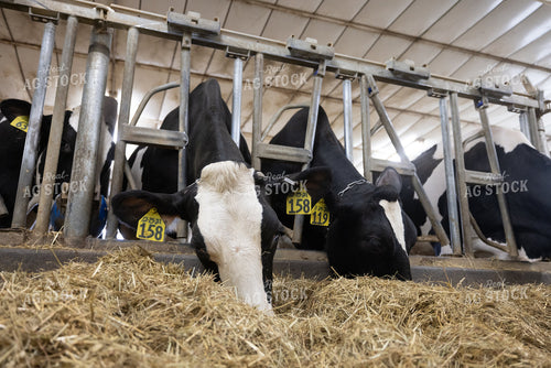 Holstein Cattle in Sand Beds 270420
