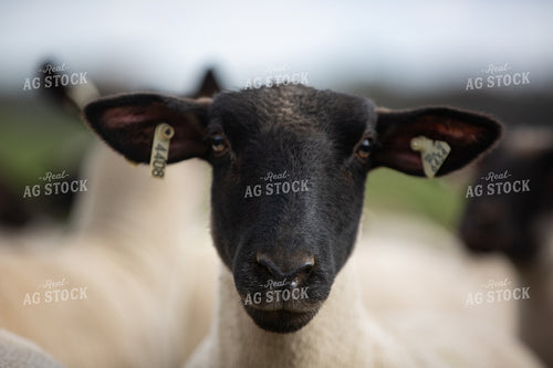 Sheep Head 90067