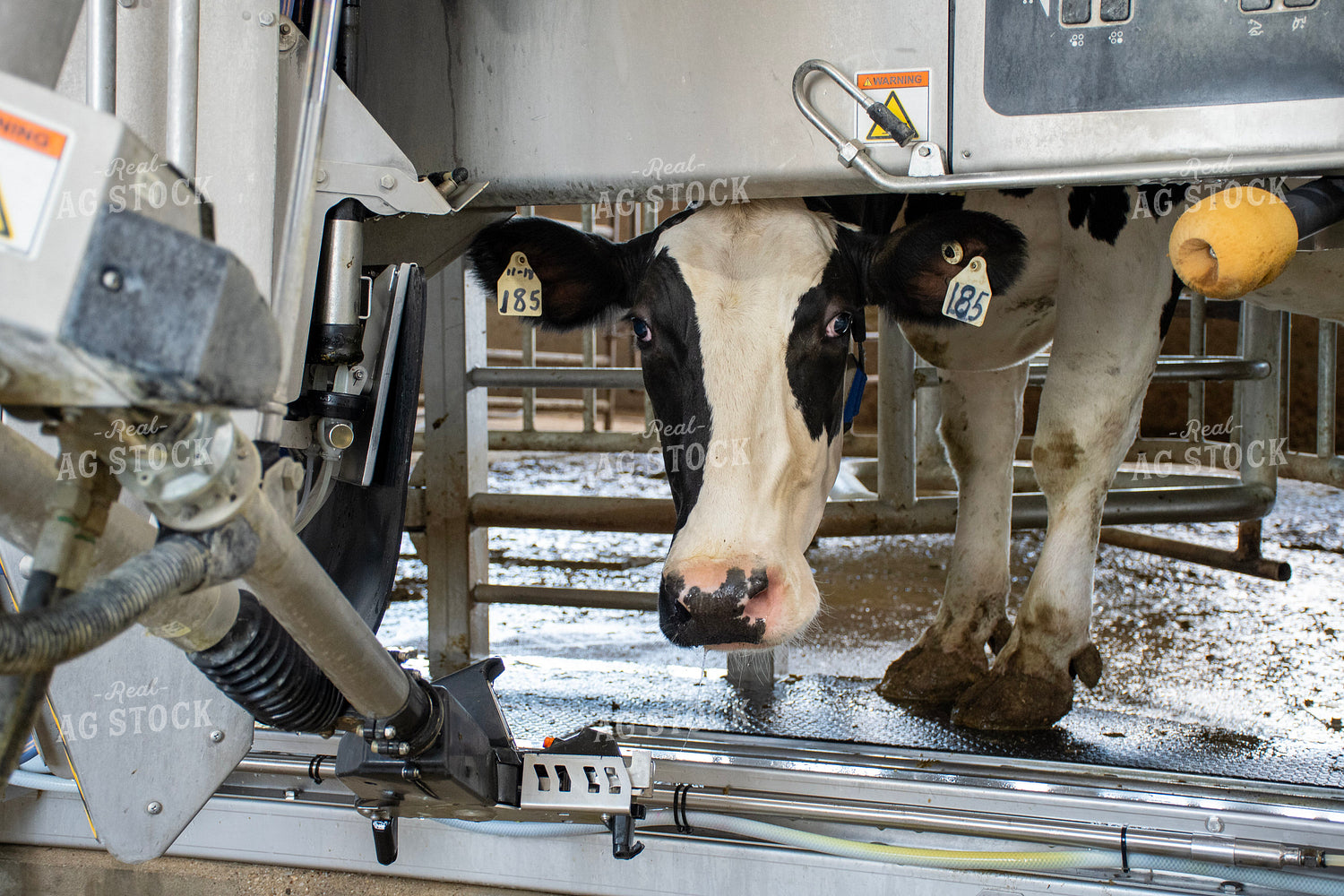 Robotic Milking Unit in Action 271033