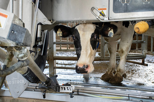Robotic Milking Unit in Action 271033