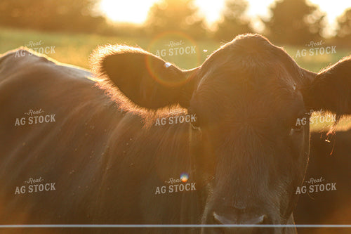 Black Angus Cow 173001
