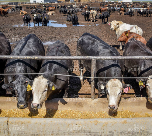 Diverse Cattle Eating From Feed Bunk in Feedlot Pen 56466