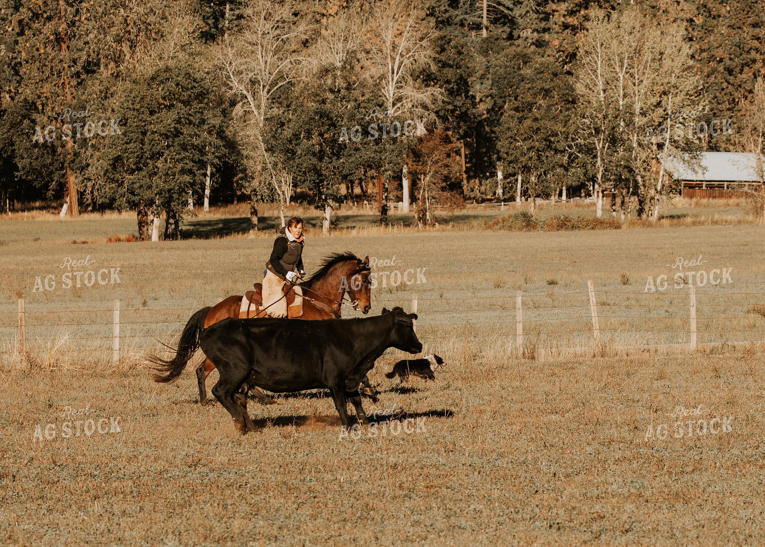 Ranchers on Horseback with Cattle 66058