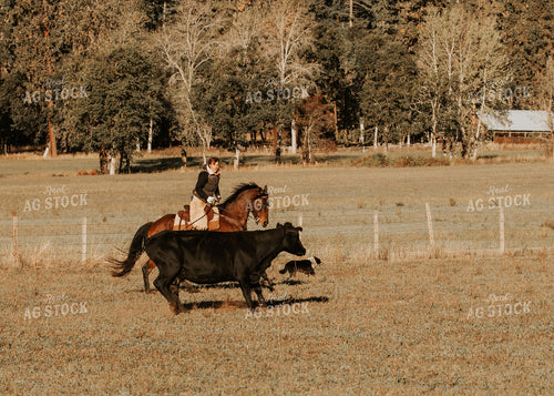 Ranchers on Horseback with Cattle 66058