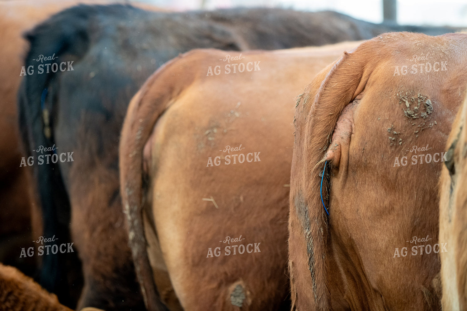 CIDRs in Cattle 193093