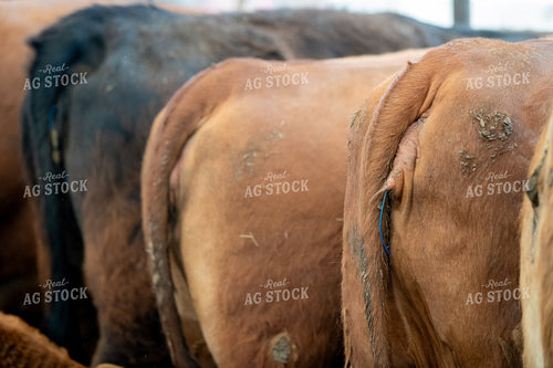 CIDRs in Cattle 193093