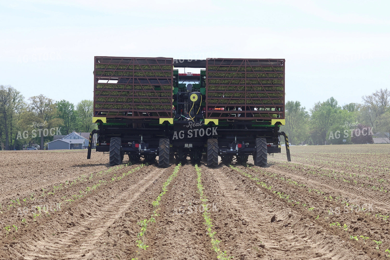 Planting Tomatoes 109161